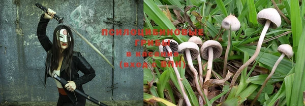 PSILOCYBIN Струнино