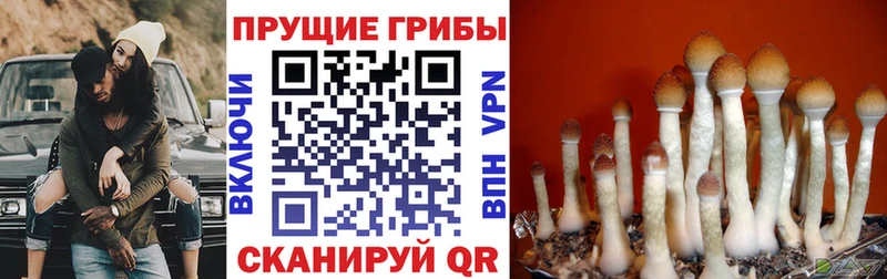 shop какой сайт  Югорск  Псилоцибиновые грибы ЛСД 